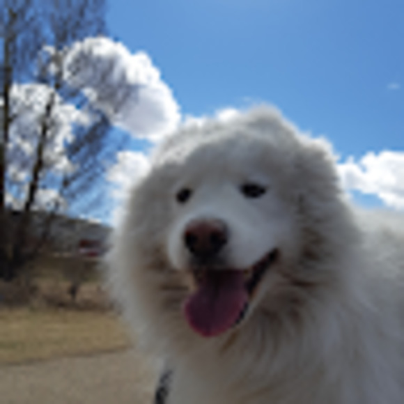 Meet your Posher, Jacob - Picture 1 of 1